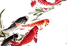 漂洋过海的中国鲤到了日本新潟，成了网红般的锦鲤！