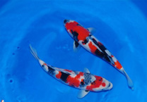 锦鲤鱼掉鳞是什么病？怎么治疗？