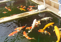 平江打造中华锦鲤小镇