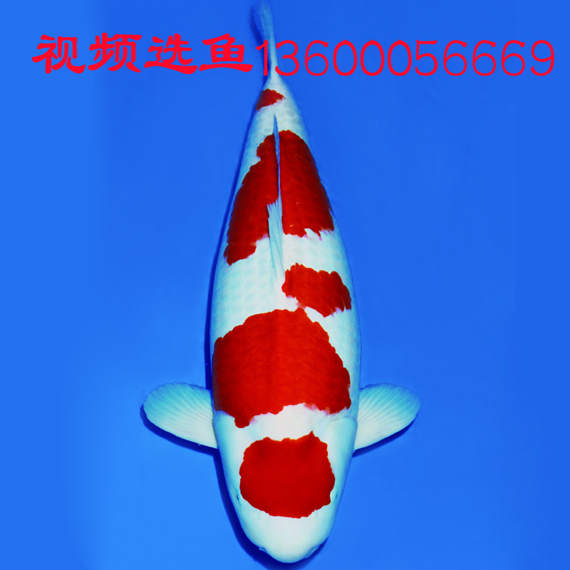 锦鲤血统的全面剖析