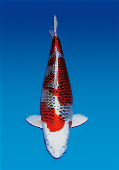 日本锦鲤—孔雀锦鲤