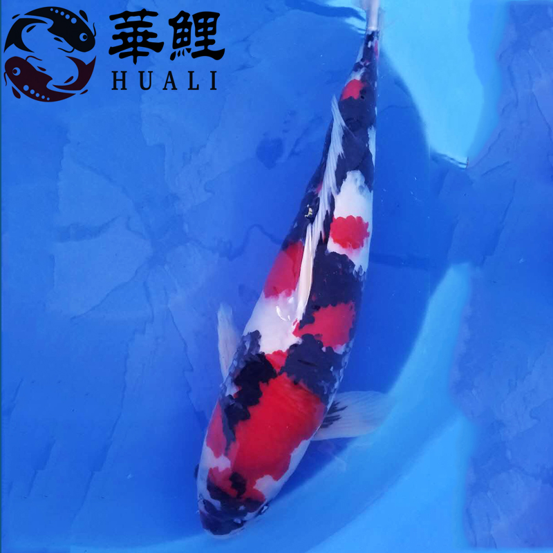 昭和锦鲤的介绍及鉴赏要点