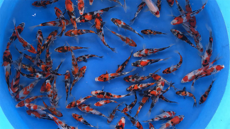 华鲤锦鲤新上当岁昭和三色25cm，全部精选昭和品质保证