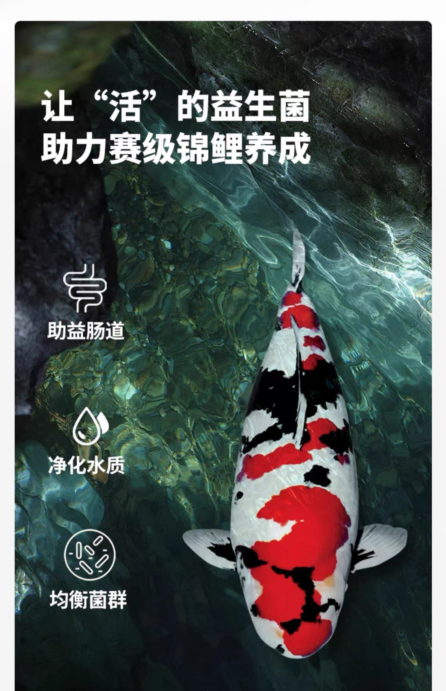 锦鲤饲料