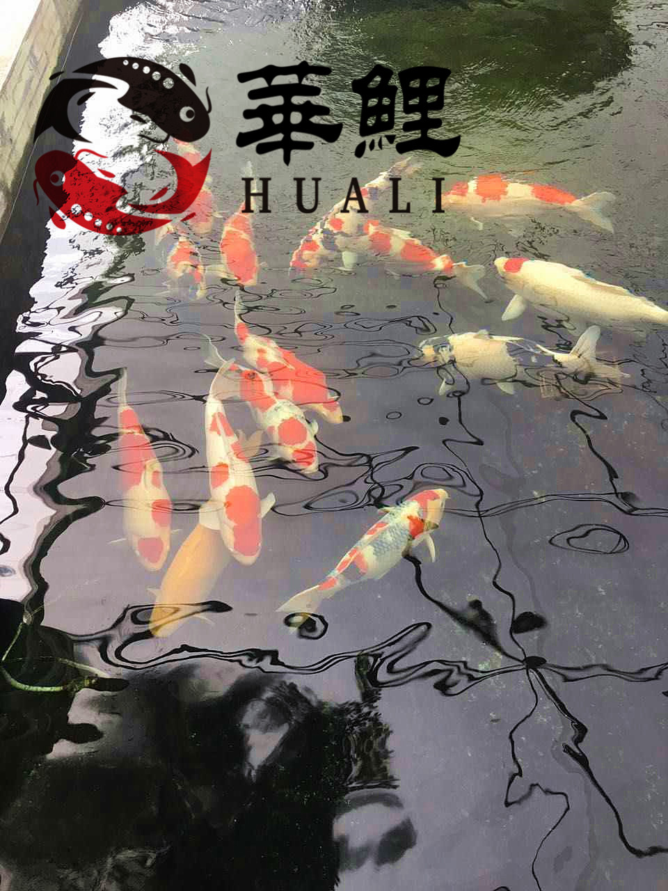 华鲤锦鲤