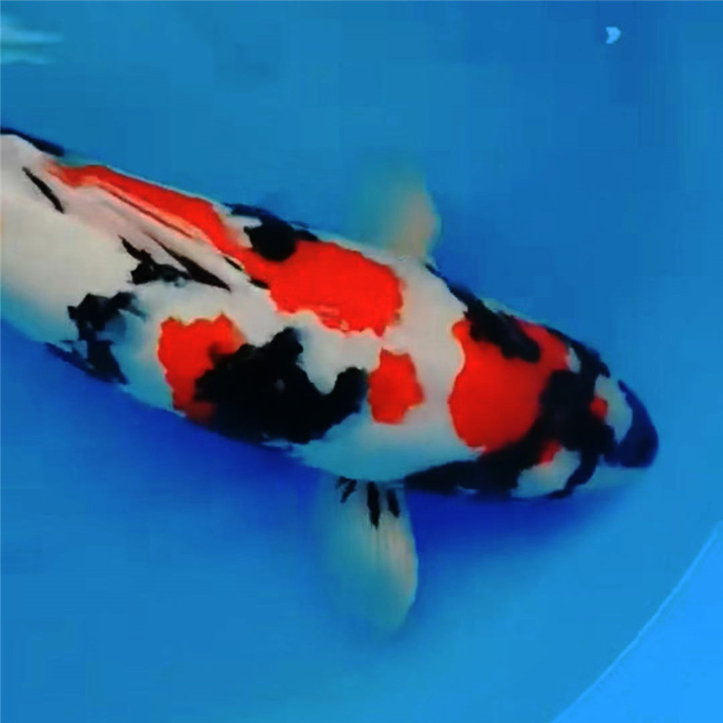 华鲤锦鲤最新搭配案例办公室鱼缸配60cm昭和三色红白锦鲤