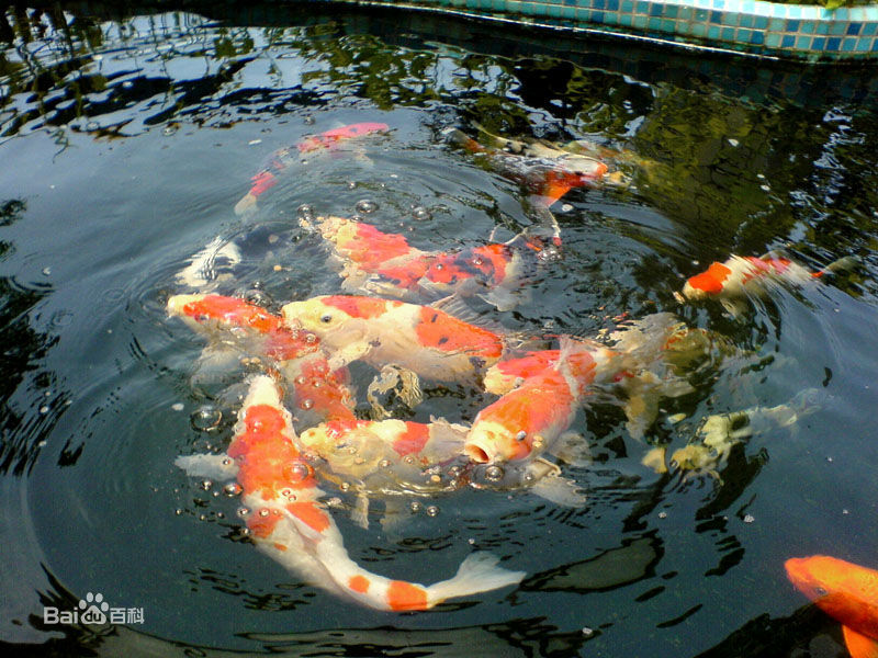 日本锦鲤