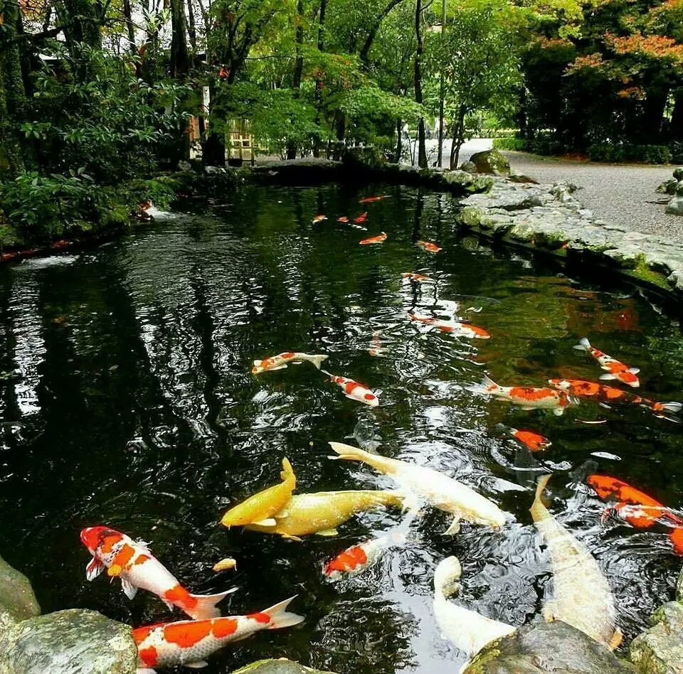 日本锦鲤